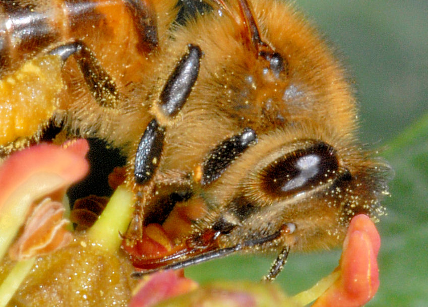 Le mie amiche api, sirfide e mosca